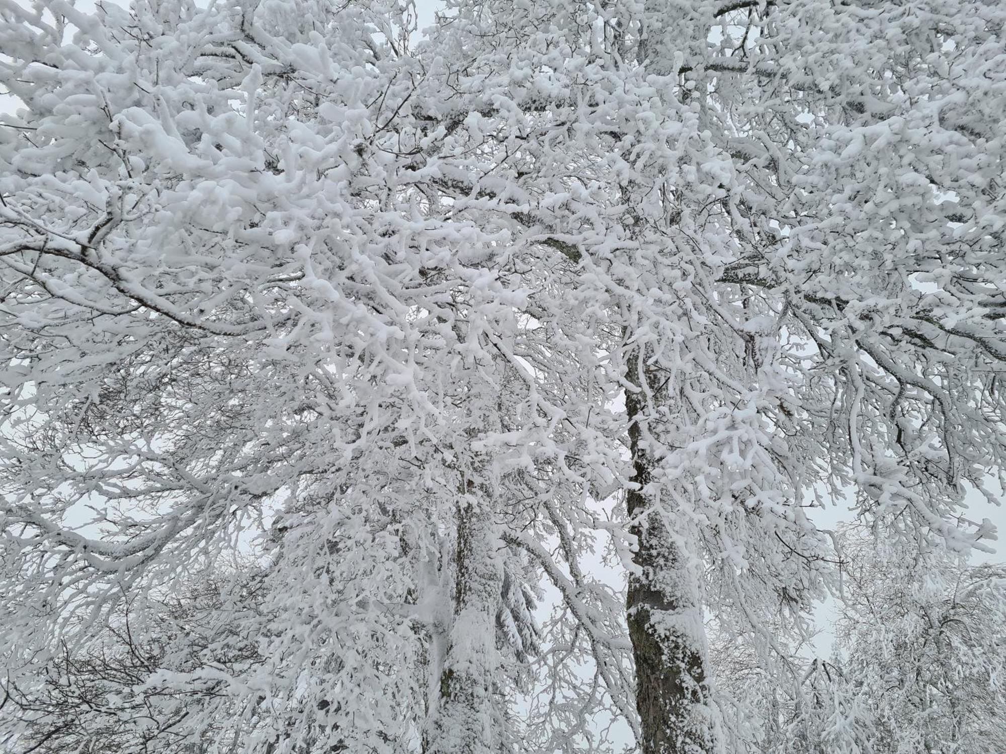 Harzbeat Διαμέρισμα Braunlage Εξωτερικό φωτογραφία